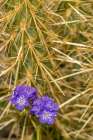 USA, California, Anza Borrego Desert State Park. Phacelia blossoms and cholla cactus. Art Print